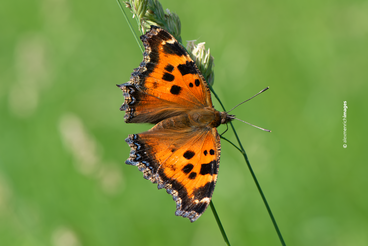 Vándorló friss nemzedék: a Nymphalis xanthomelas tömeges megjelenése 2019 júniusában