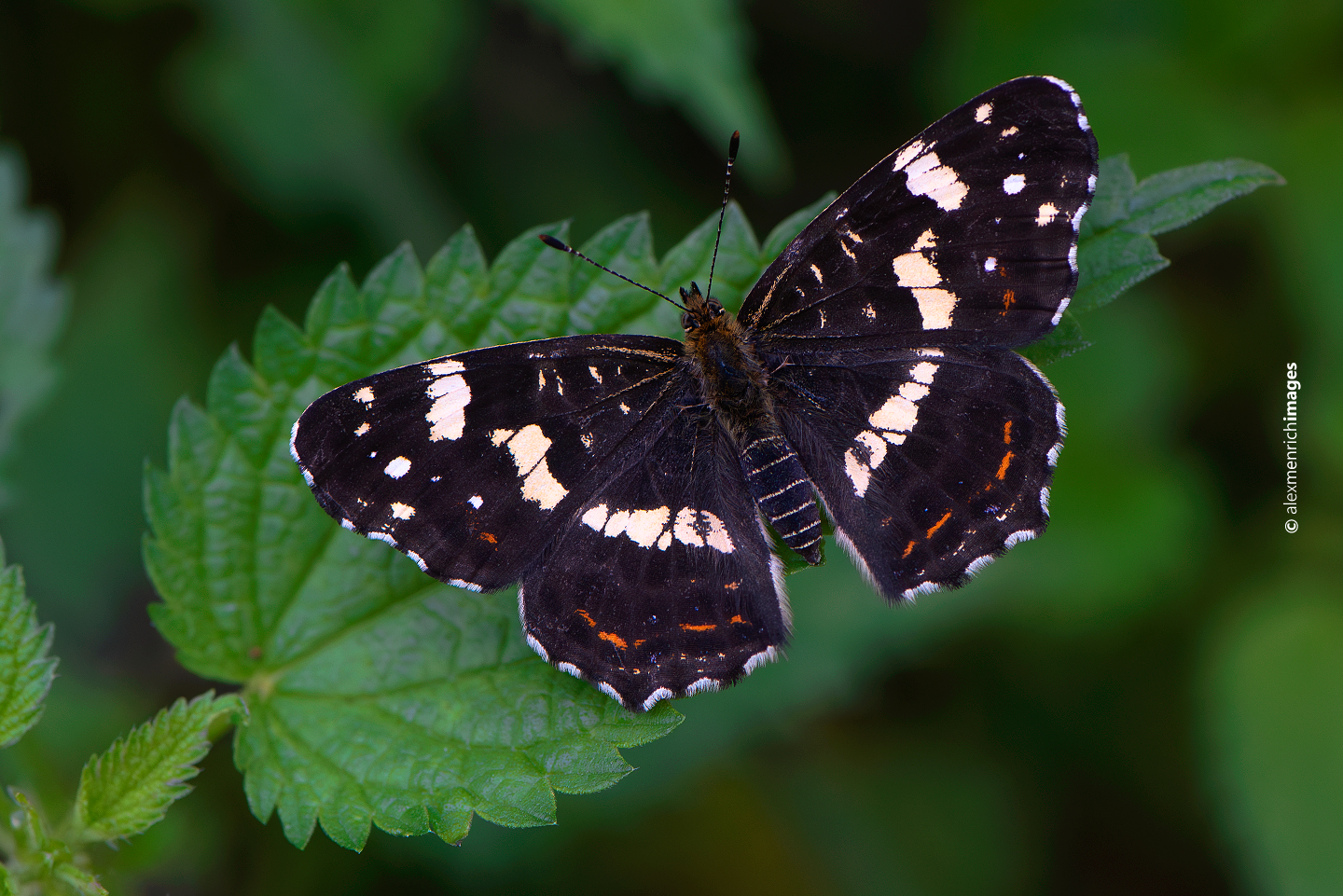 A nyári forma jóval sötétebb, barnás, fehéres mintázatú, két nemzedéke június közepétől, szeptember végéig, október elejéig repül.