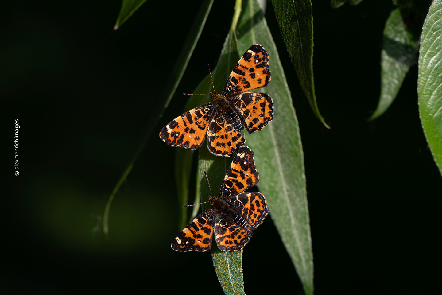 Az Araschnia levana (pókhálóslepke) életmenti-kutatása Jósvafőn